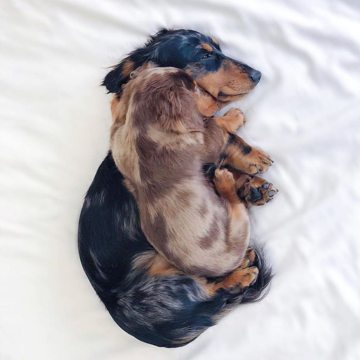 black and brown dachshund cuddled with a brown dachshund puppy on a white bed