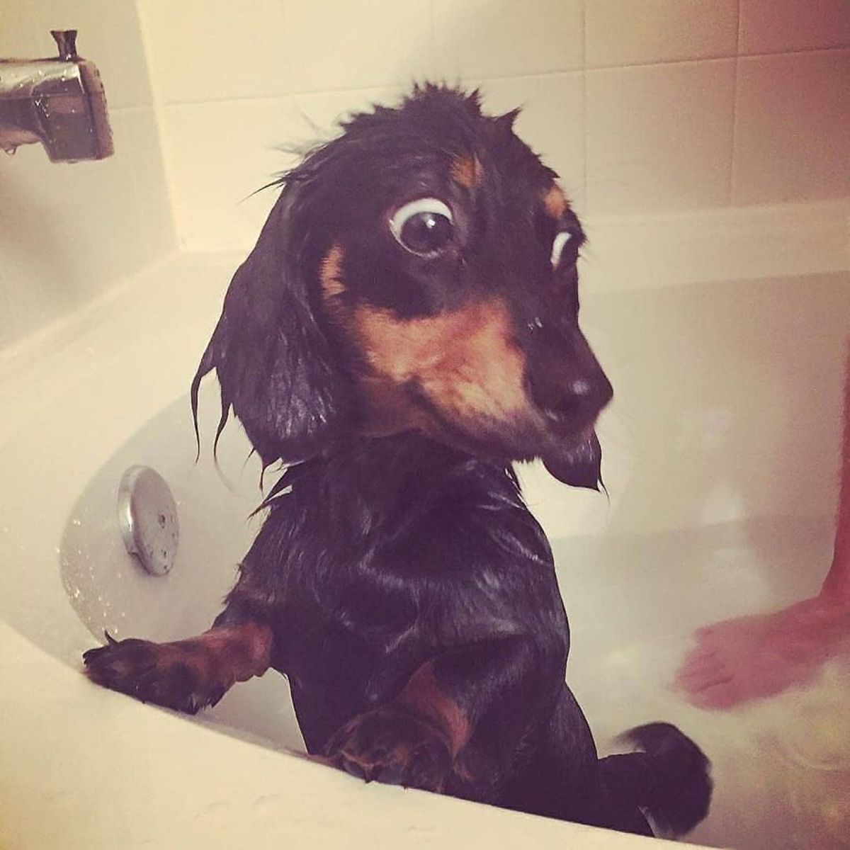 wet brown dachshund in a bathtub looking alarmed