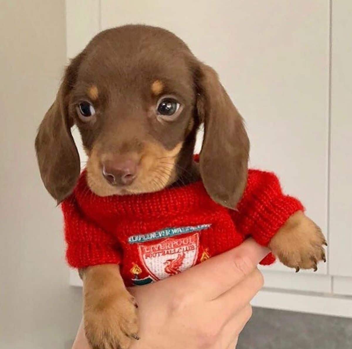 brown dachshund puppy dressed in a red sweater being held up by a hand