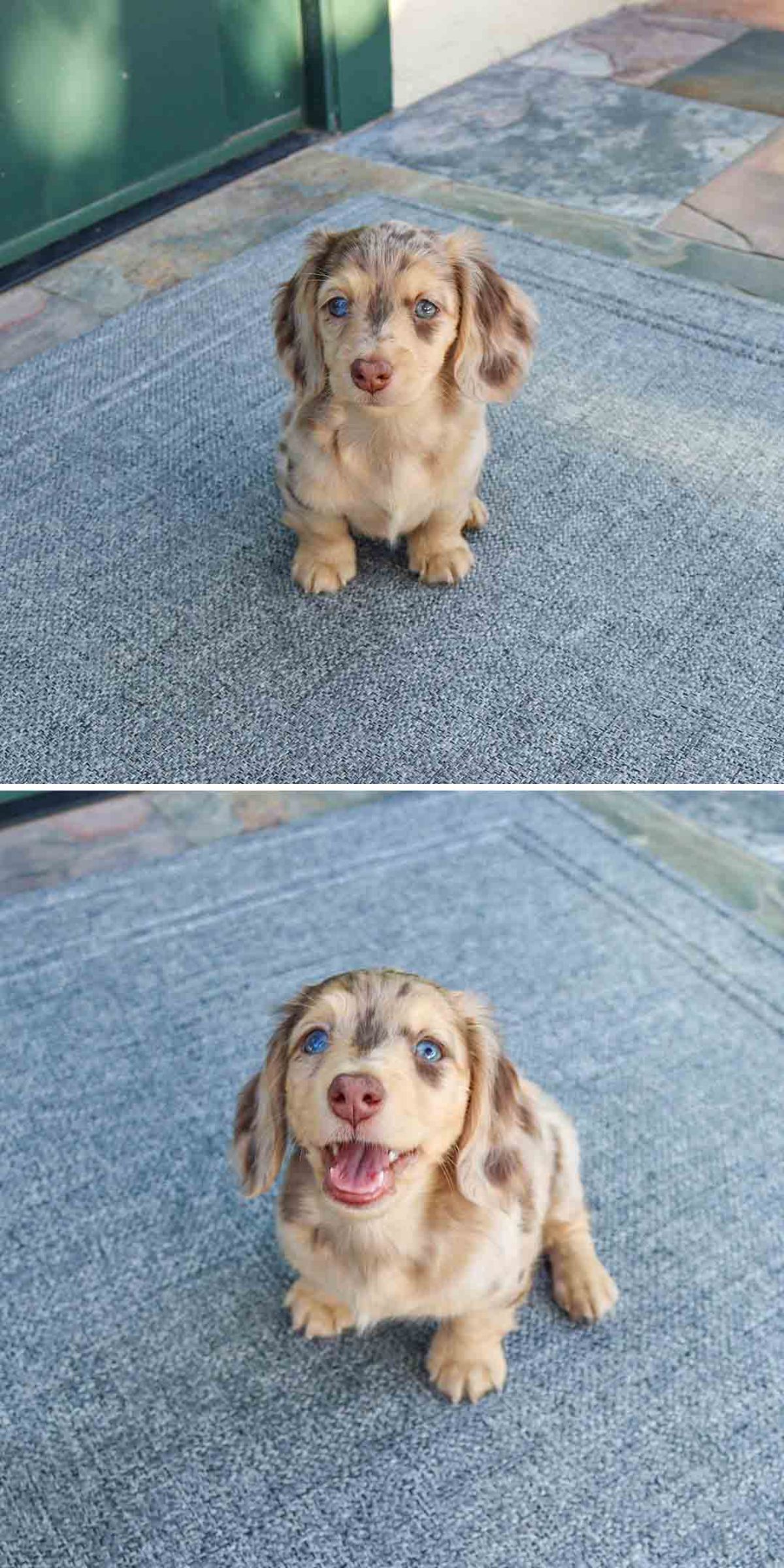 brown dachshund puppy on a blue rug