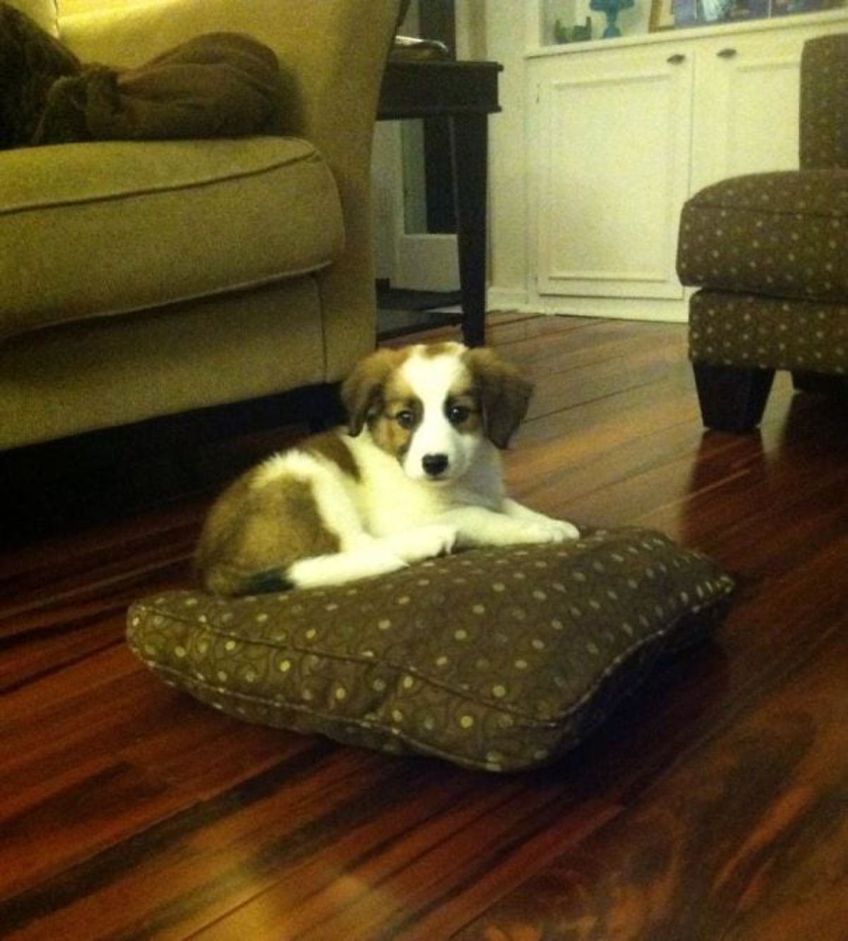 brown and white puppy on a brown couch cushion on a wooden floor