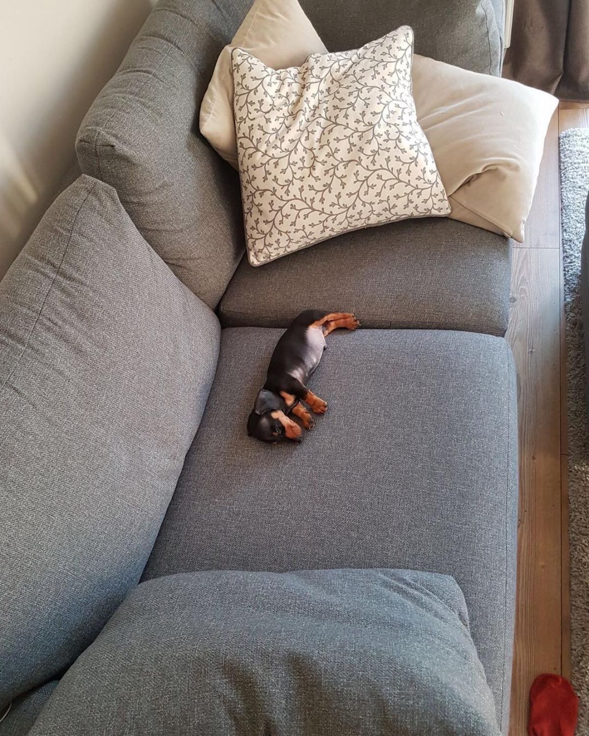 black and brown dachshund puppy sleeping on a grey couch