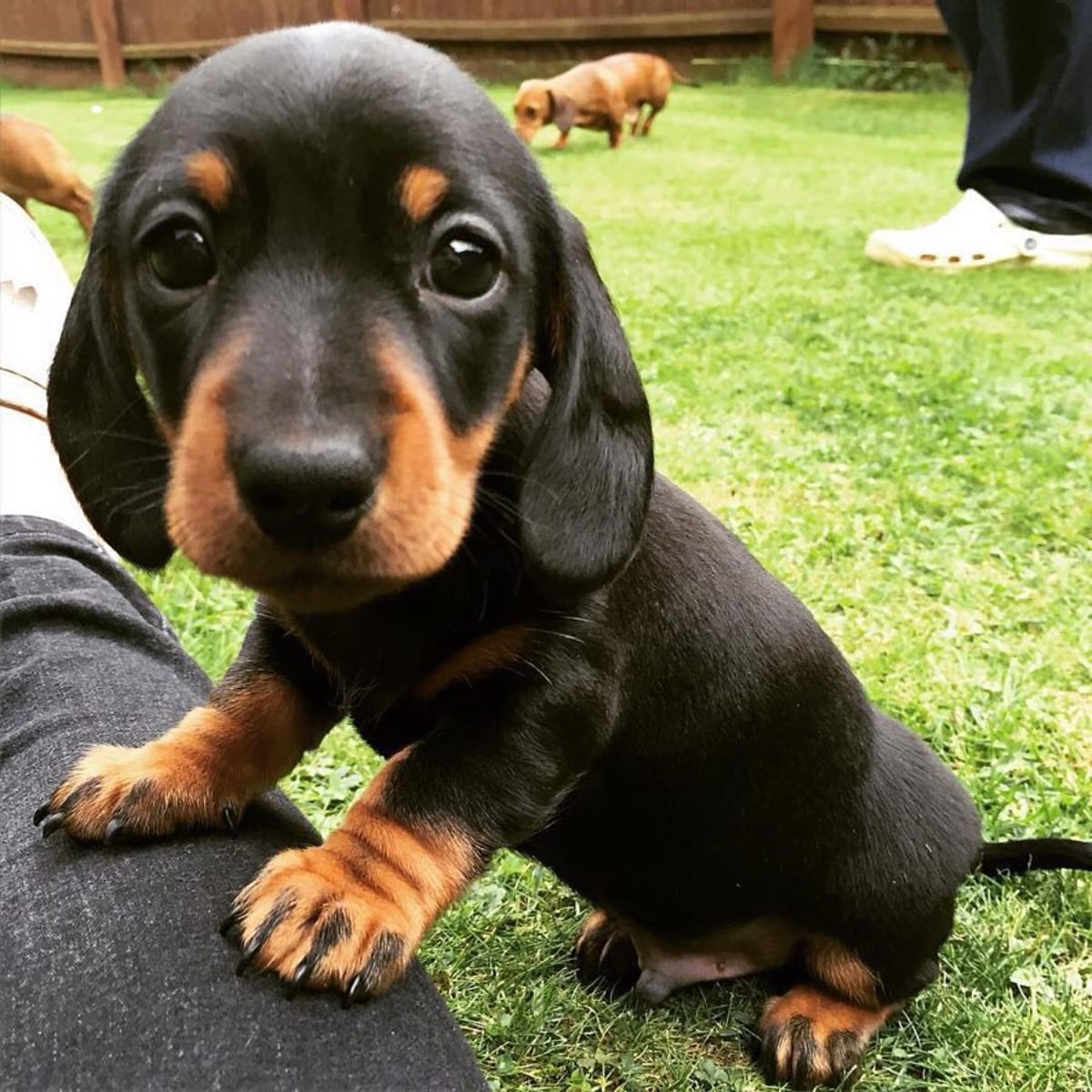 black and brown dachshund puppy sitting on grass with two front paws on someone's leg