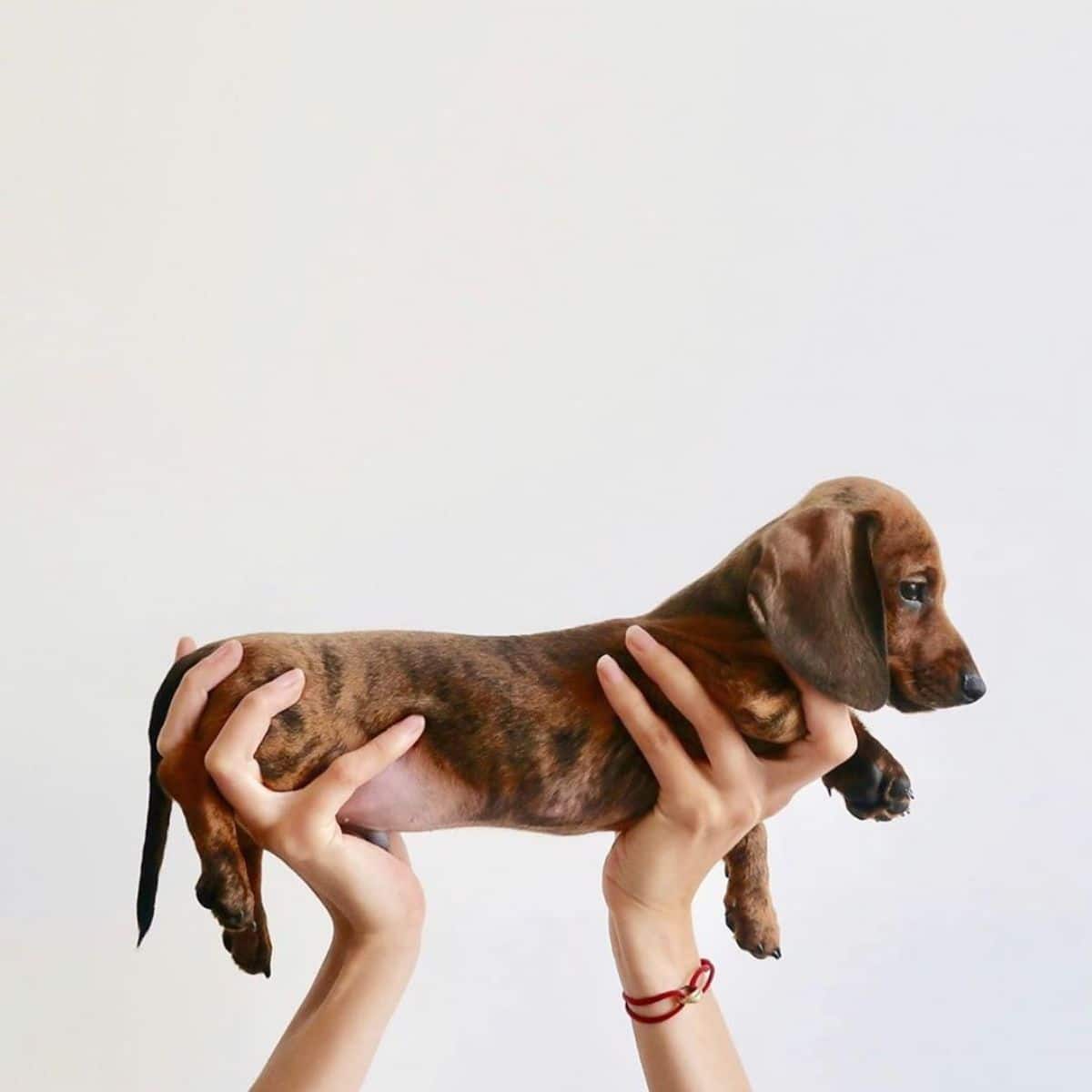 black dachshund puppy held stretched out in someone's hands with the head to the right