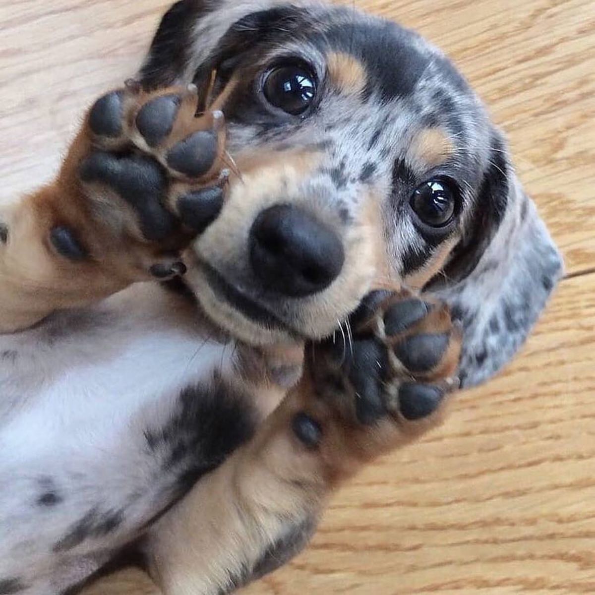 a black, brown and white dachshund puppy lying face up with its front paw toe beans showing