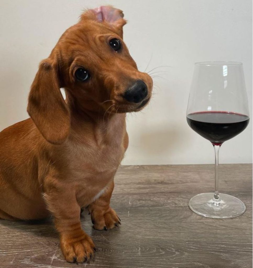 50 Cute Photos of Adorably Tiny and Spunky Dachshunds - Dog Dispatch