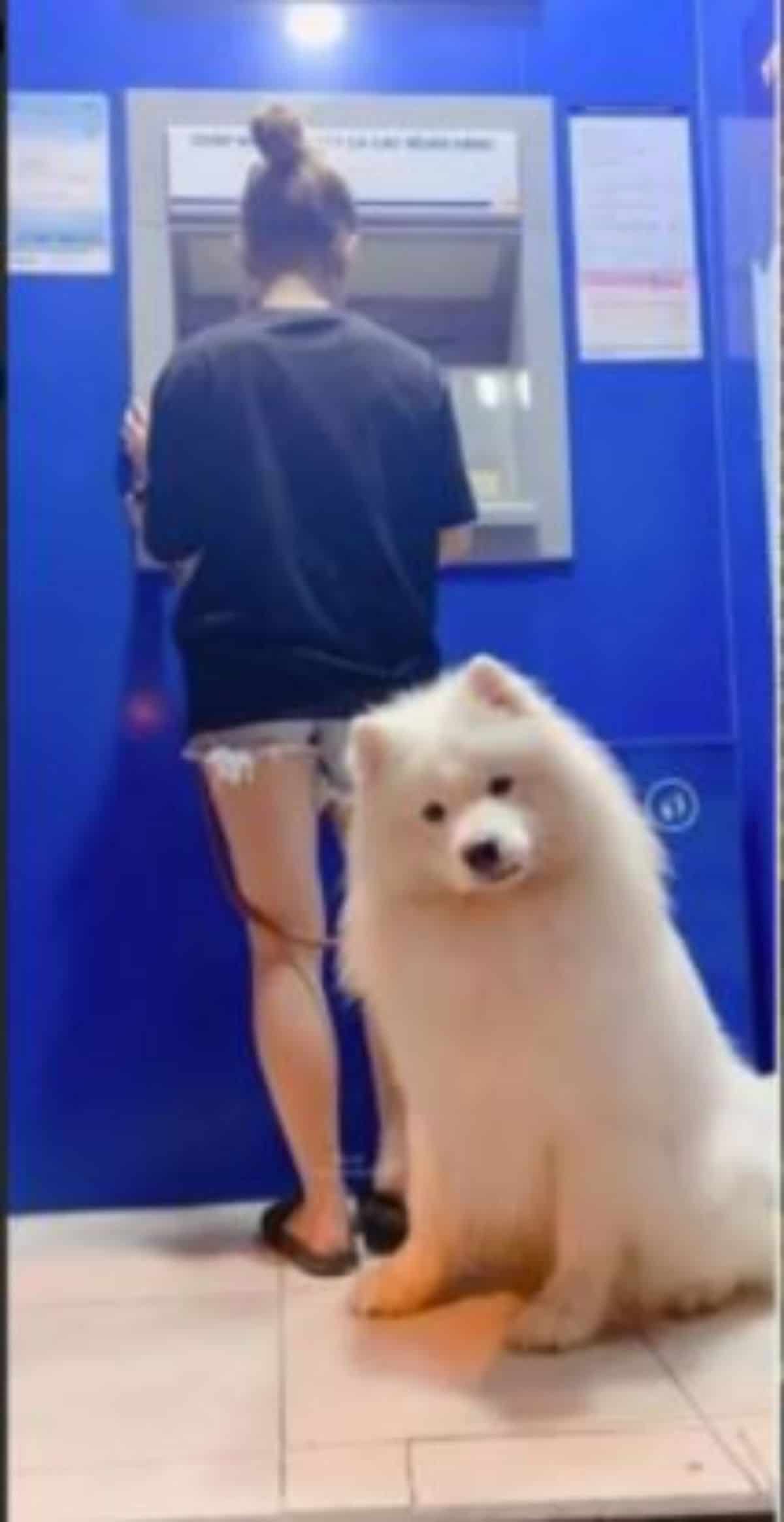 a samoyed in front of a woman at a blue atm