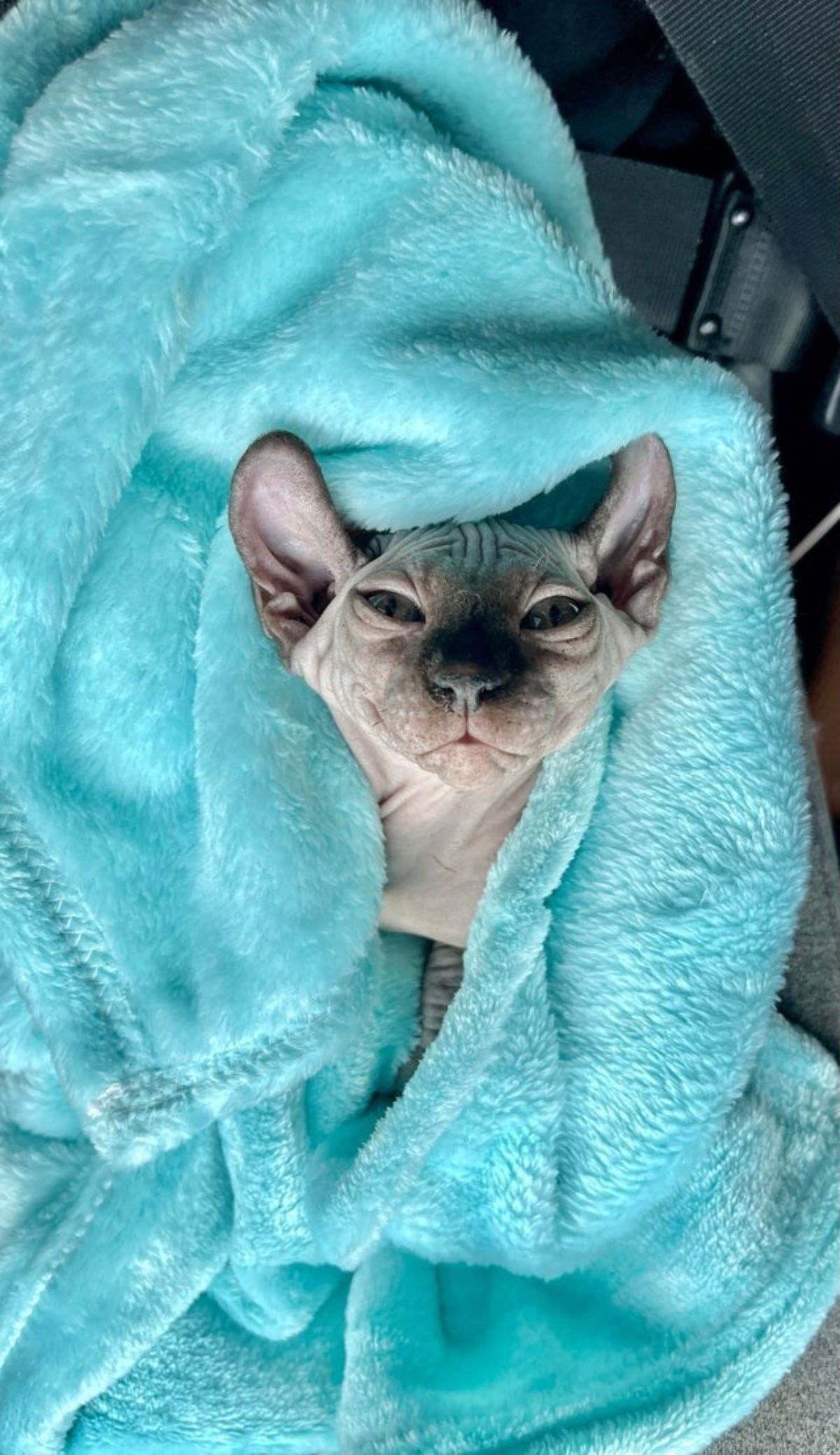 a grey sphynx cat is lying in a blue blanket and looking at the camera