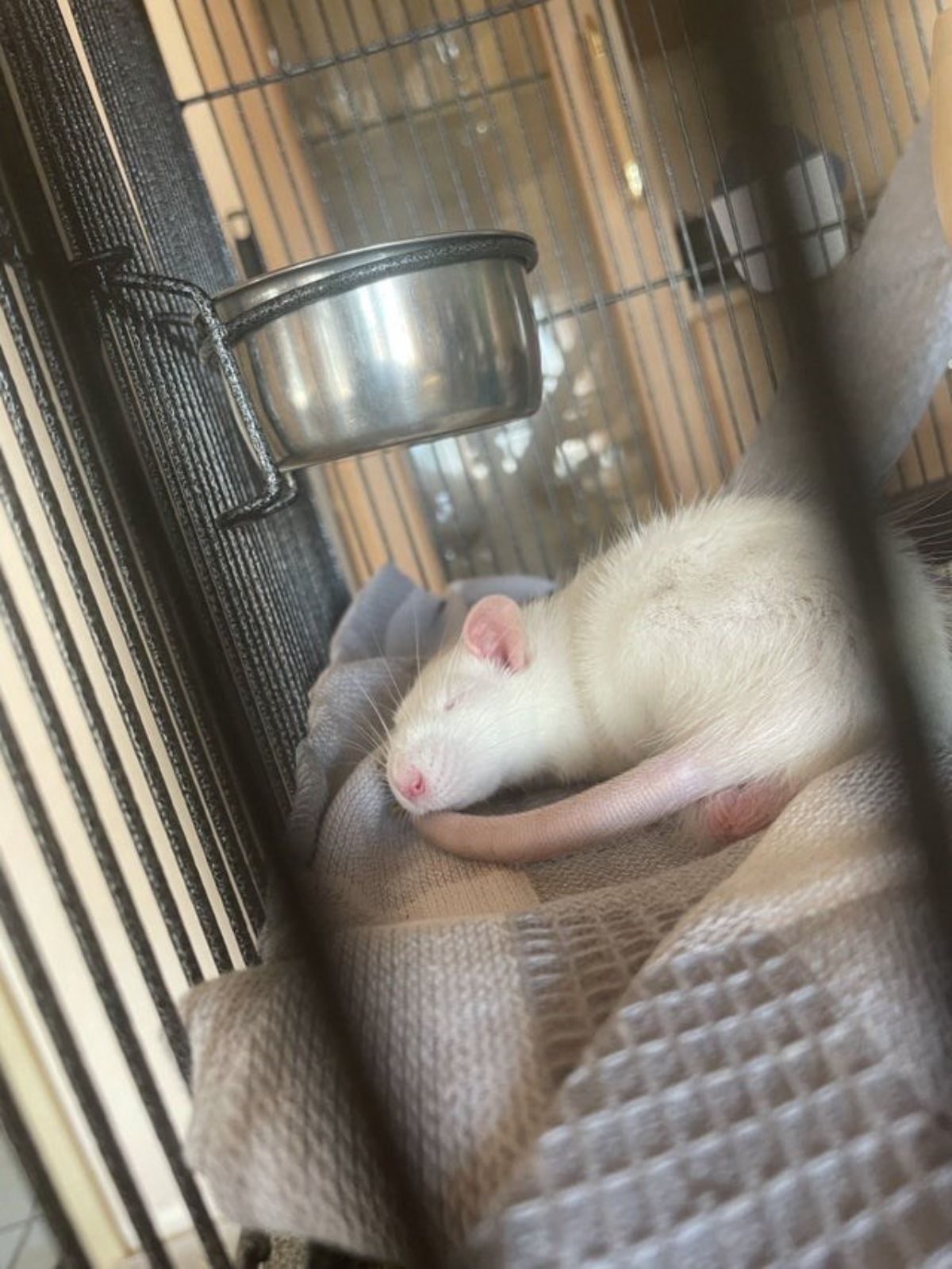 a white rate sleeping in a cage