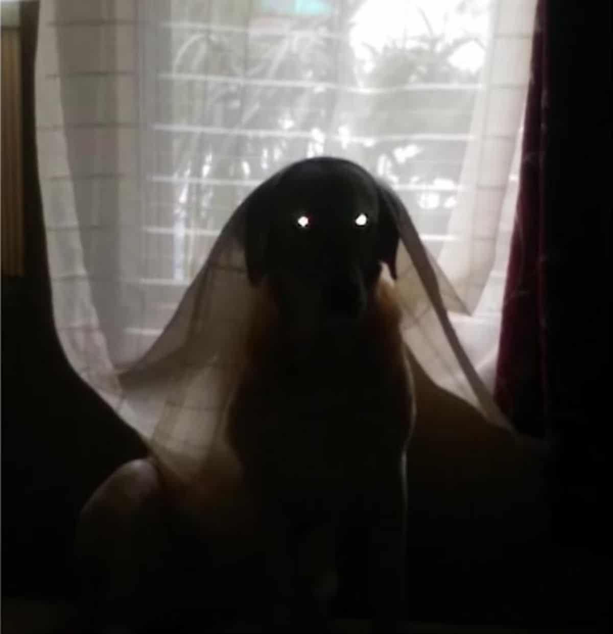 small dog playing in curtains looking demonic