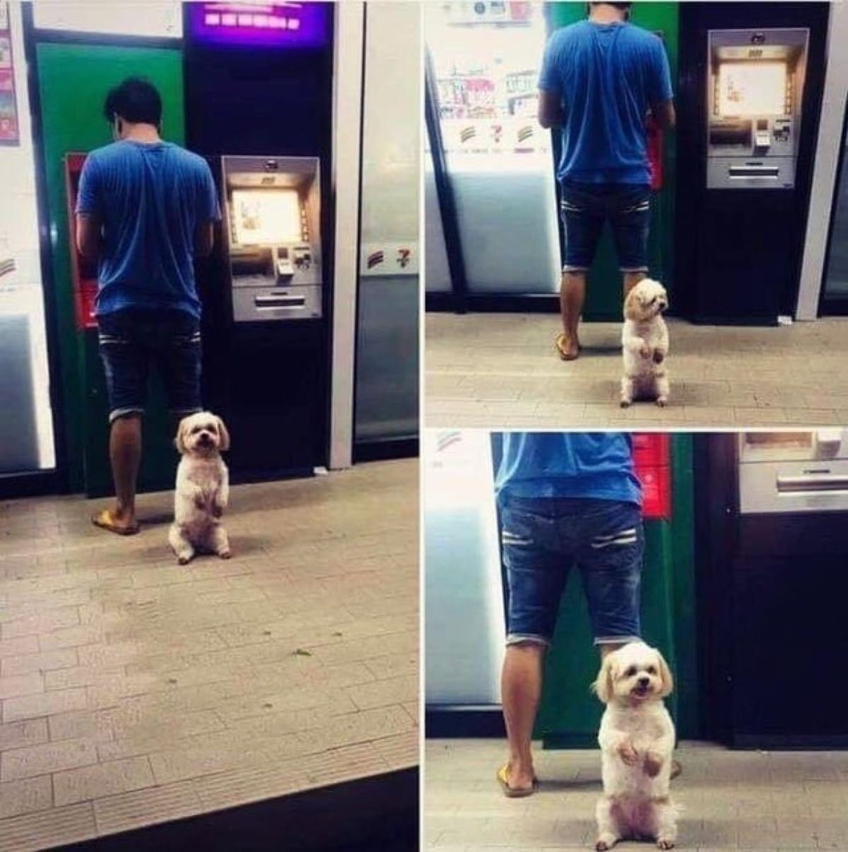 a small fluffy dog standing on hind legs in fron of man at a green and black atm