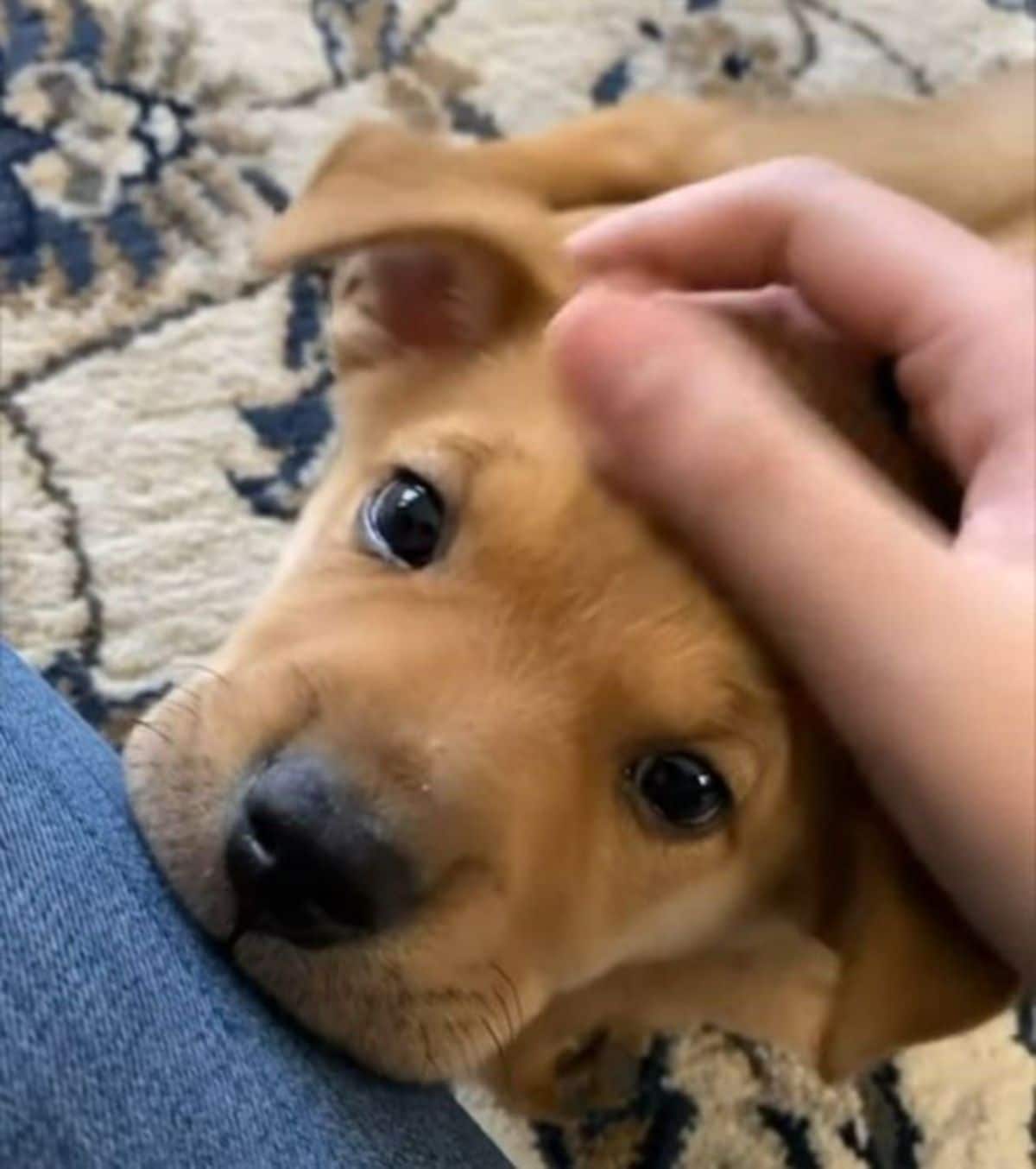a brown puppy getting its head scratched looking at the camera