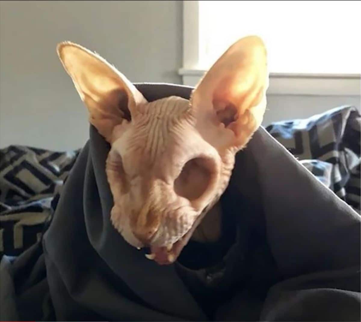 sphynx cat with no eyes wrapped in a blanket