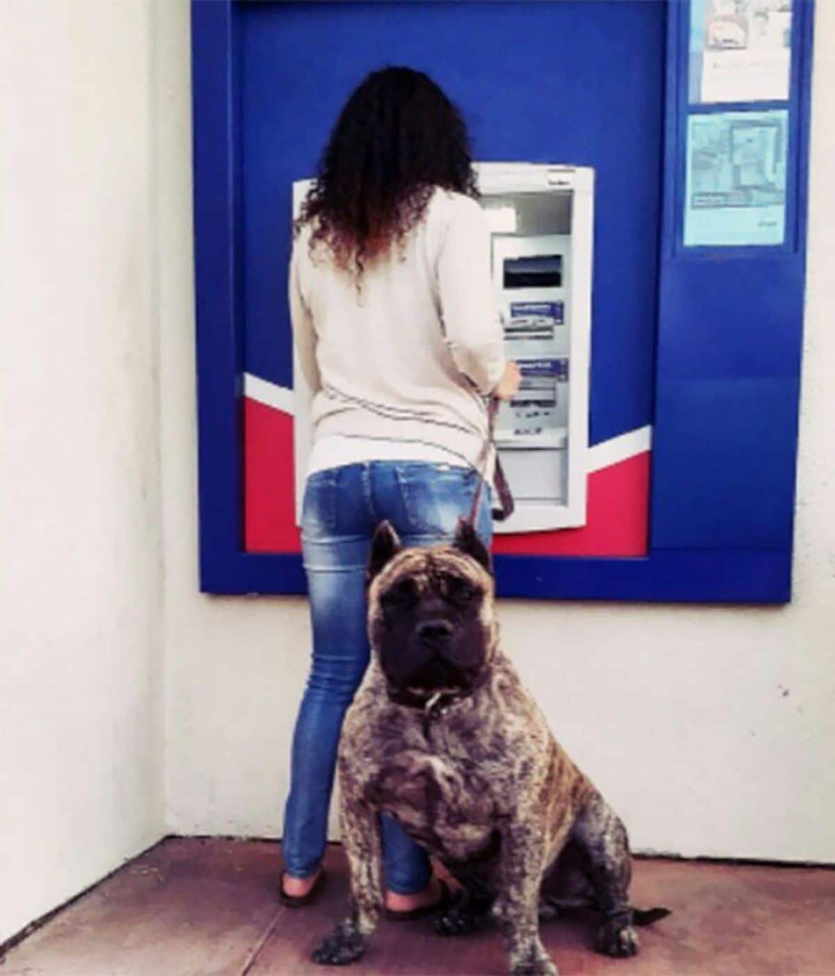 a grey and black dog in front of a woman at a blue atm