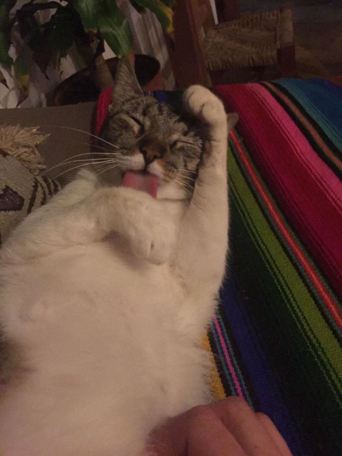 tabby and white cat lying down belly up licking its front paw