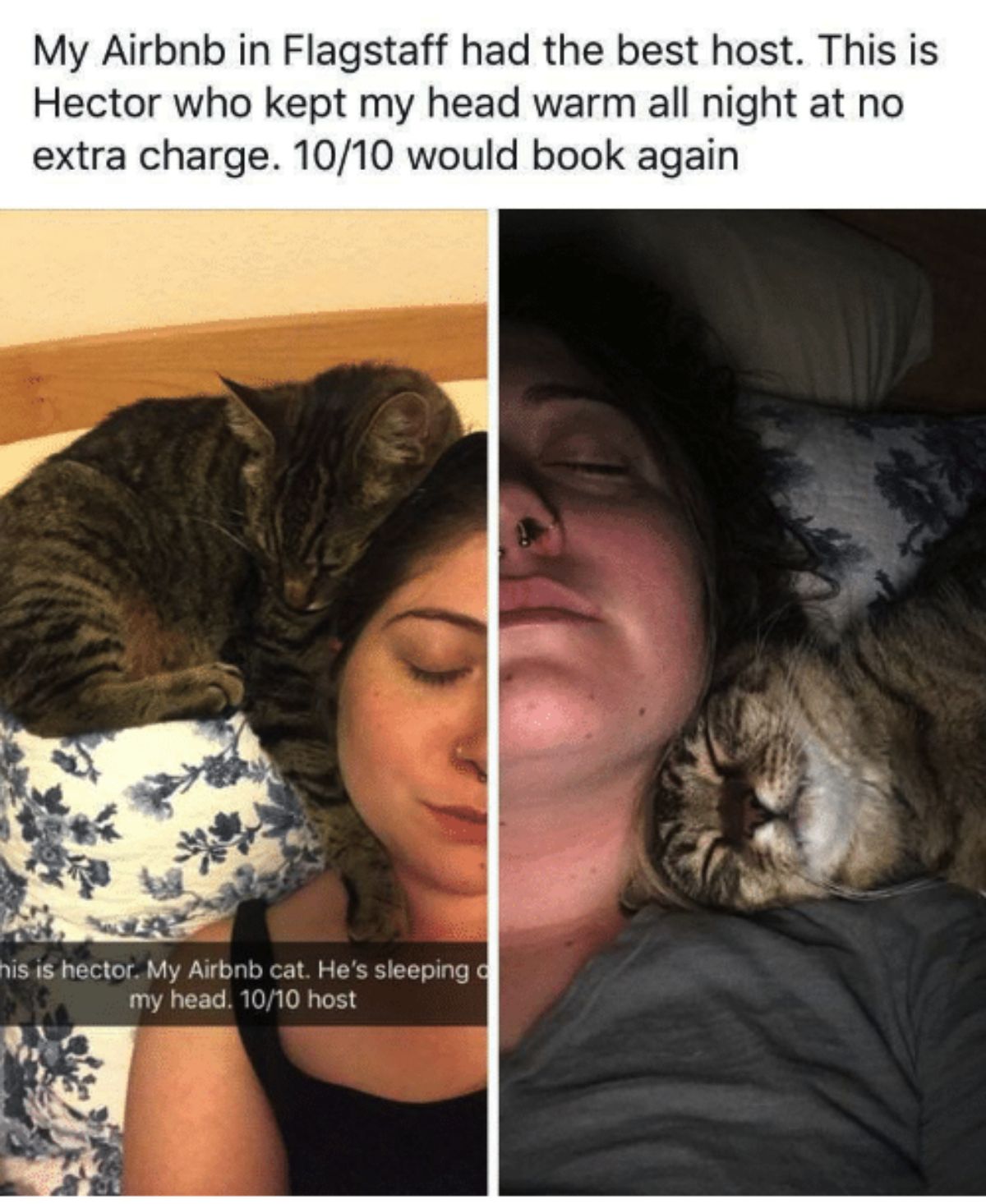 tabby cat sleeping in bed with woman
