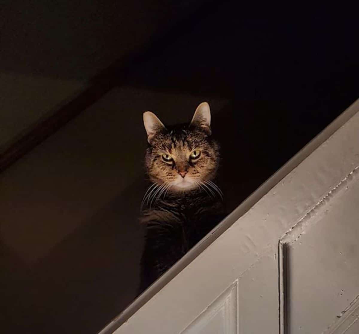 tabby glaring over stairs in the shadows