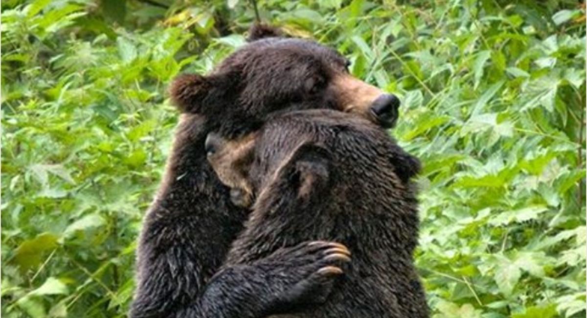 two grizzly bears holding each other