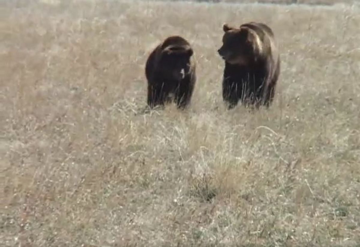 two grizzly bears in a field