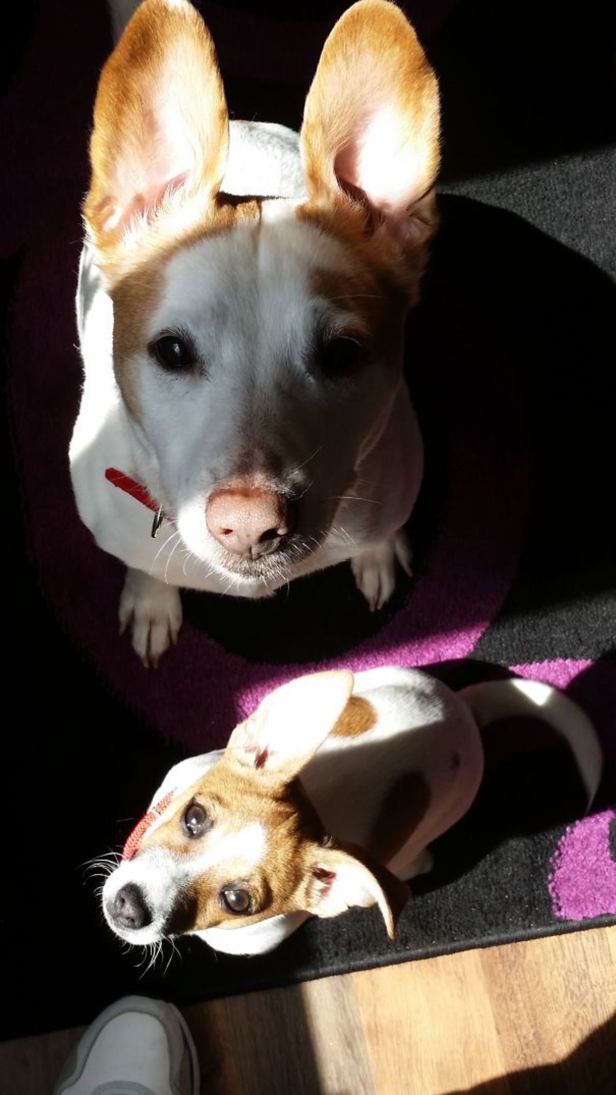 two brown and white dogs with sunlight on their faces