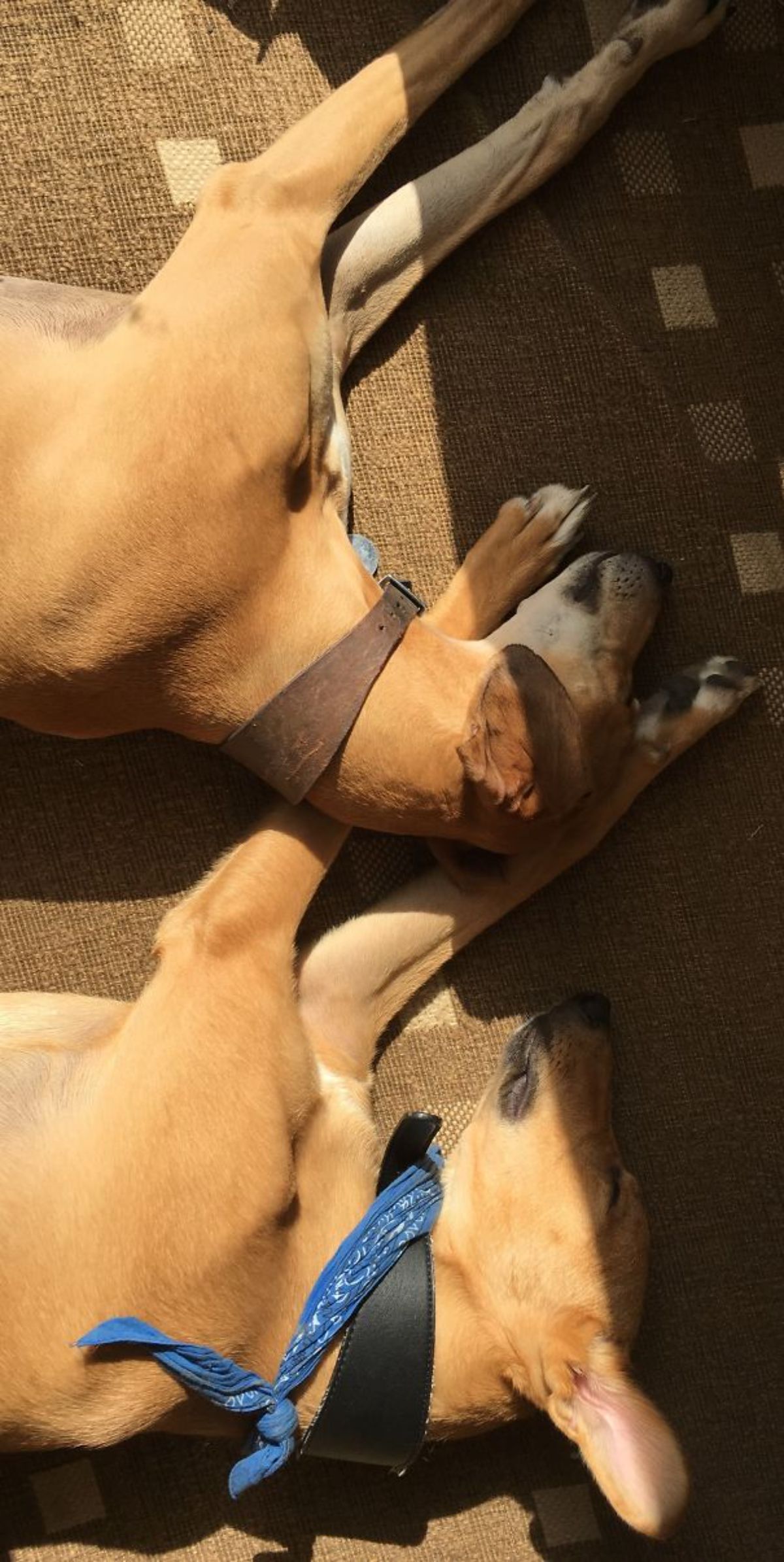 two brown dogs sleeping in the sun