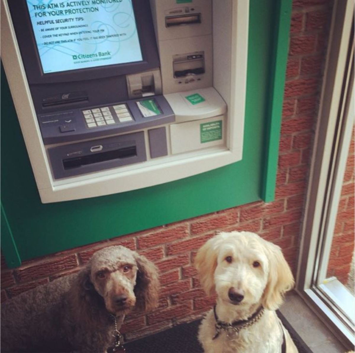 a light brown and a dark brown dogs at a green atm