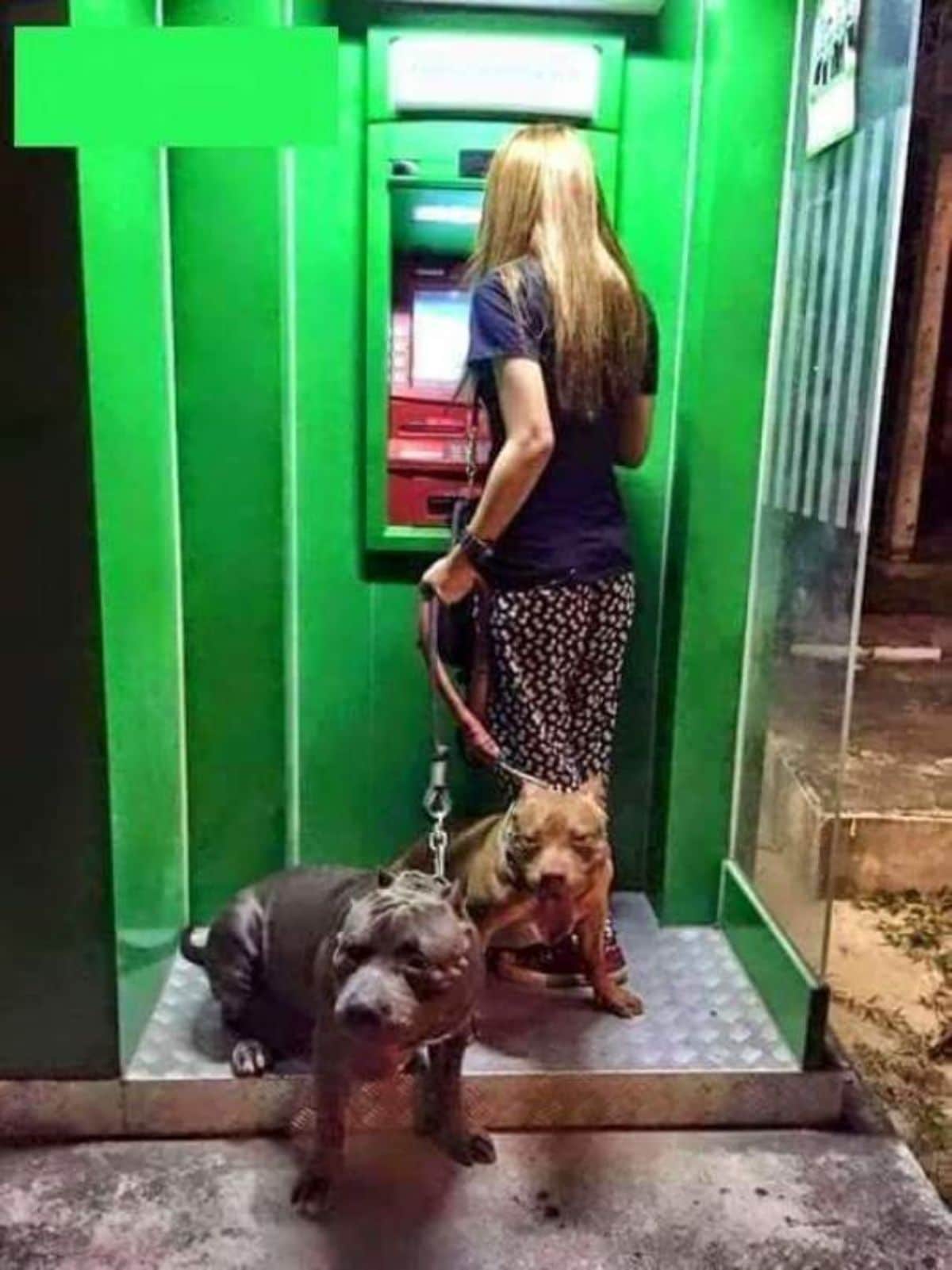 two pitbulls, one dark brown and the other light brown, with a woman at a green atm