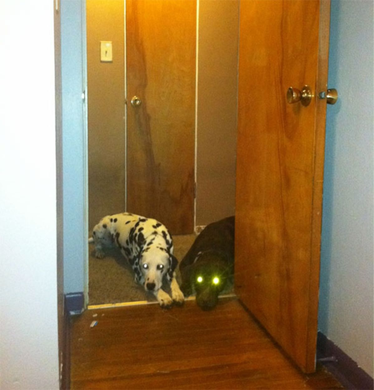dalmation and a black dog lying down on a hallway with their paws and nose in the wooden floor of the next room