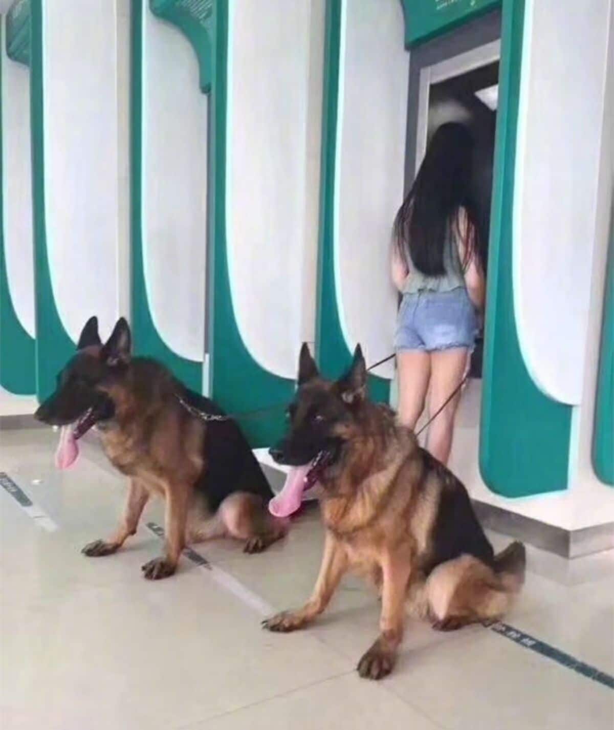 two german shepherds with a woman at a green and white atm