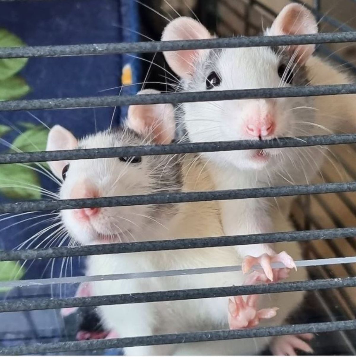 two grey and white rats in a cage