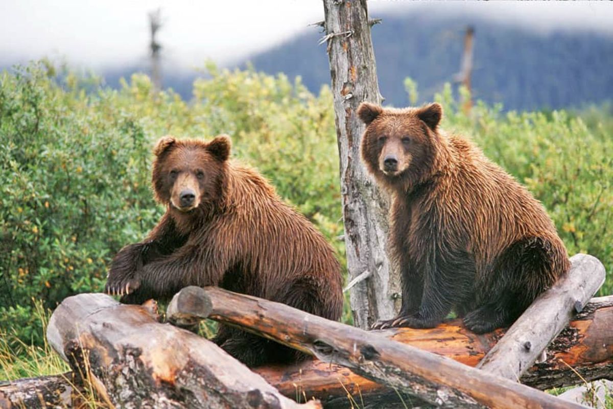 two grizzly bears on fallen tree trunks in a forest