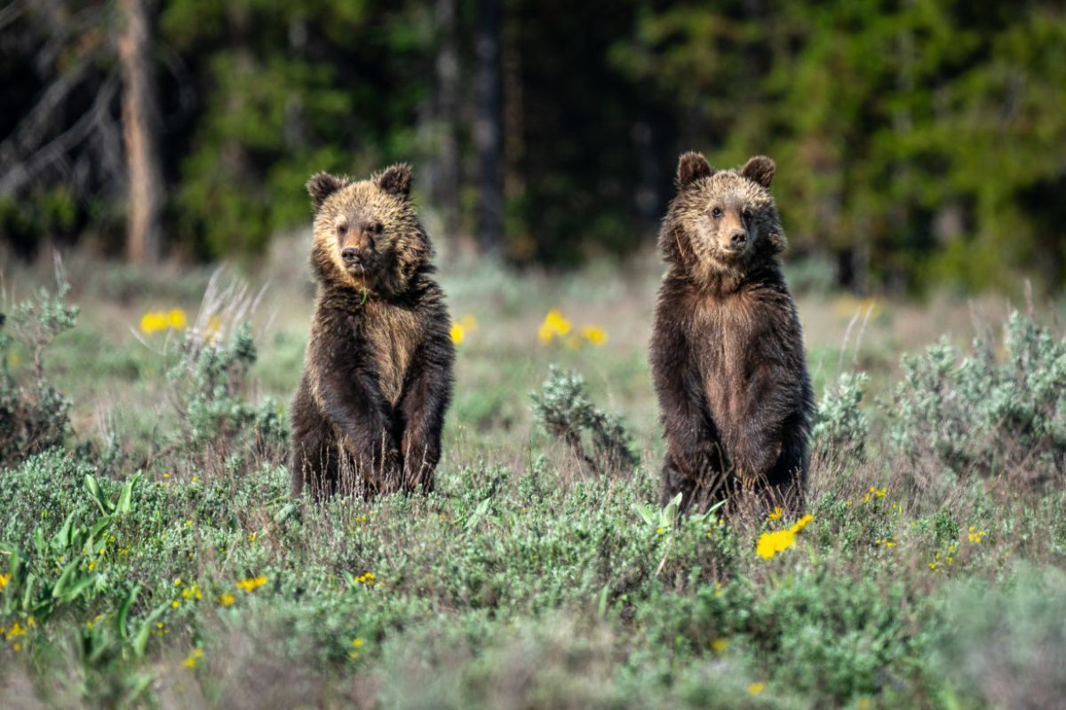two grizzly bears in a field standing on their hind legs
