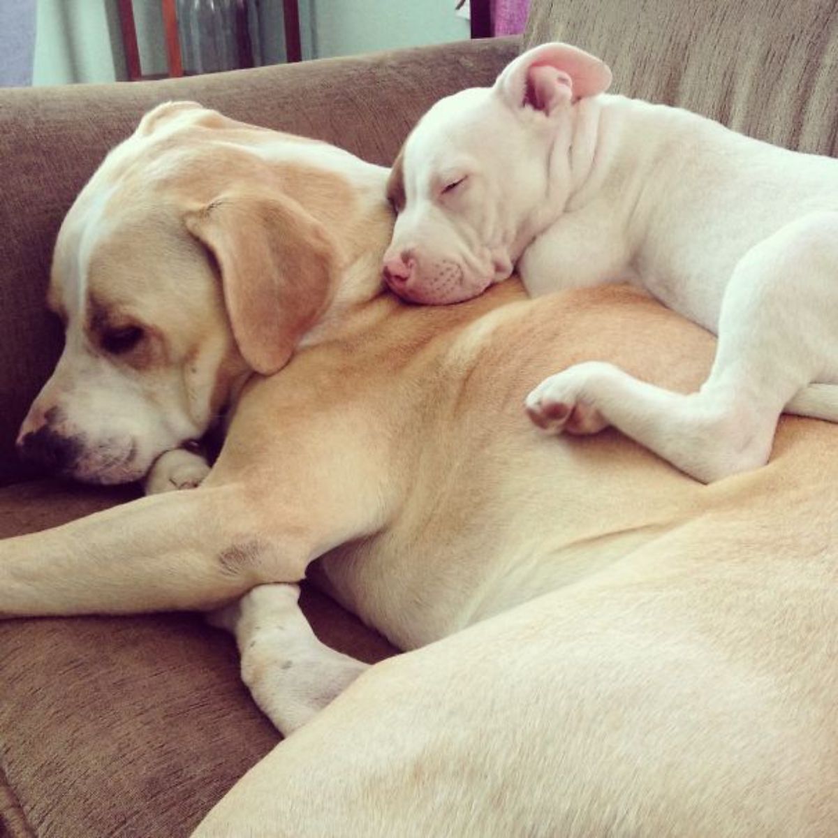 a white puppy sleeping on a light brown and white dog on a couch