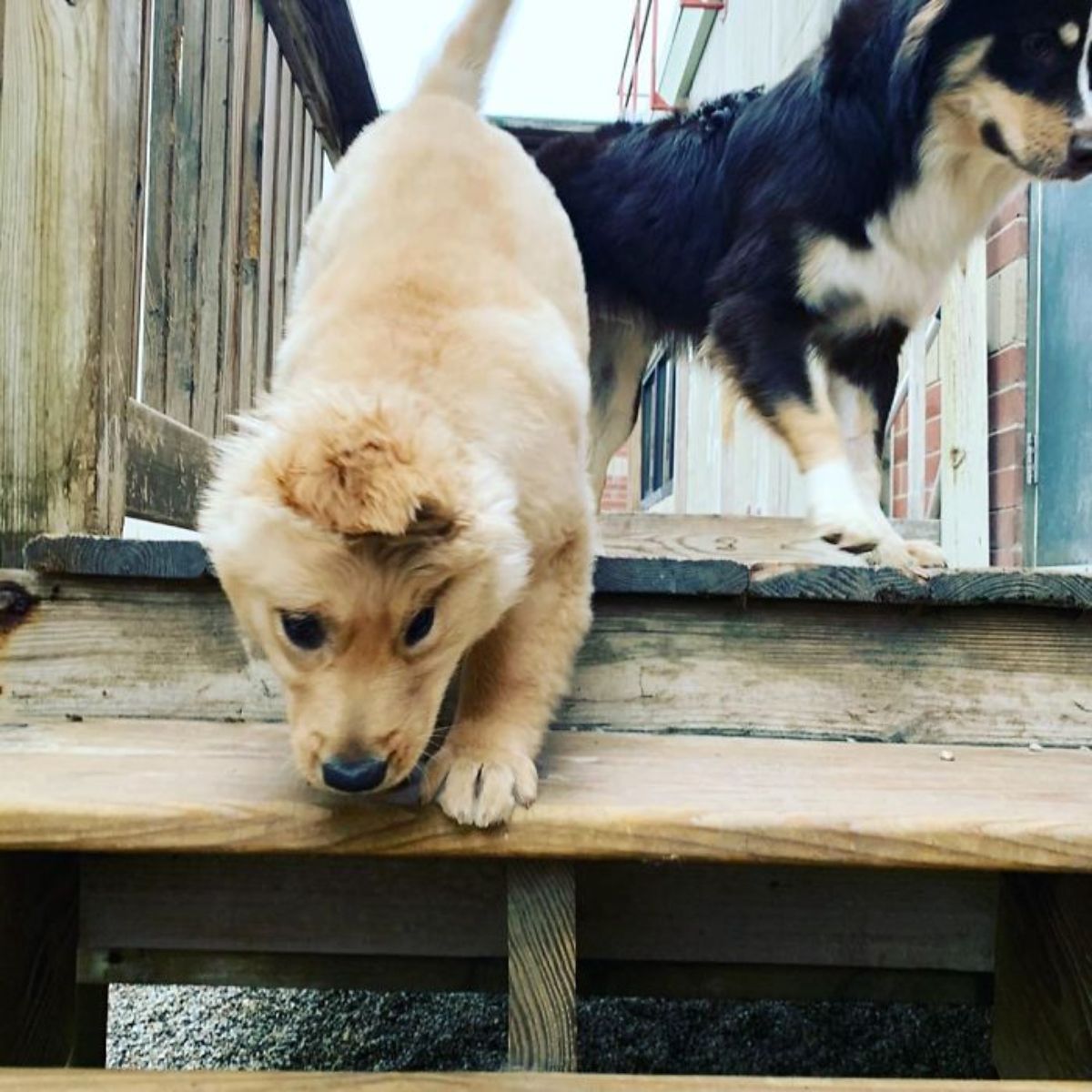 golden retriever puppy with one ear on a wooden patio climbing down stairs next to a black and white fluffy dog