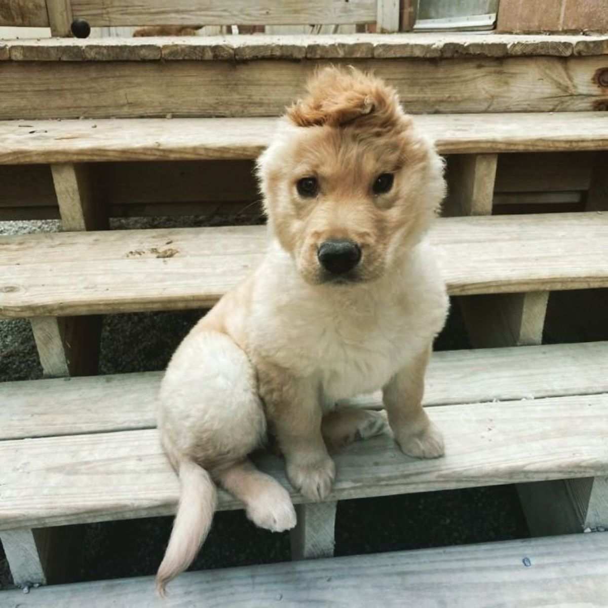 golden retriever puppy with one ear sitting on a stair of a wooden patio