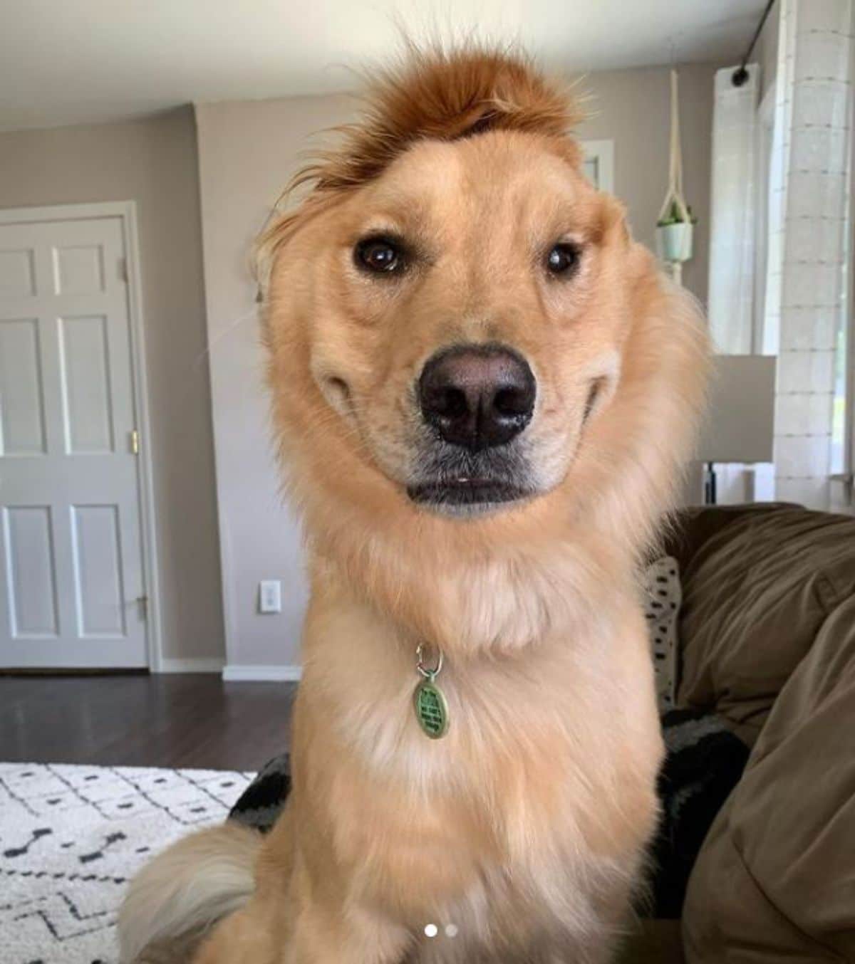 a golden retriever with one ear is sitting on a brown couch
