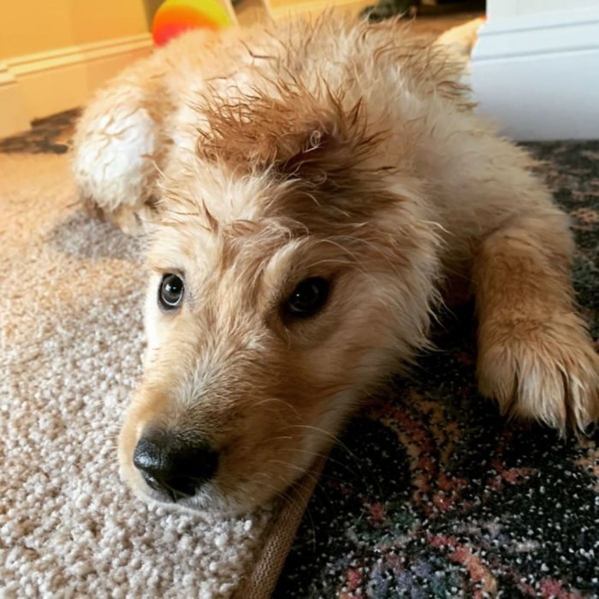golden retriever puppy with one ear lying down on a carpeted floor