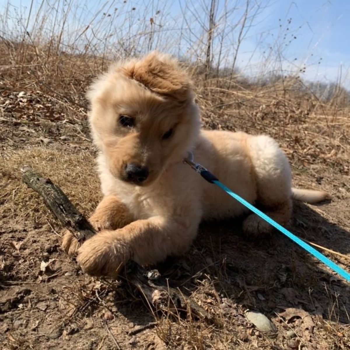 golden retriever puppy with one ear in a blue leash lying down on the ground