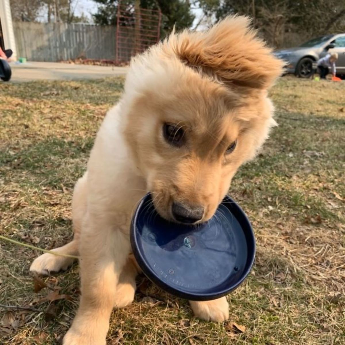 golden retriever puppy with one ear holding a black frisbee by the mouth