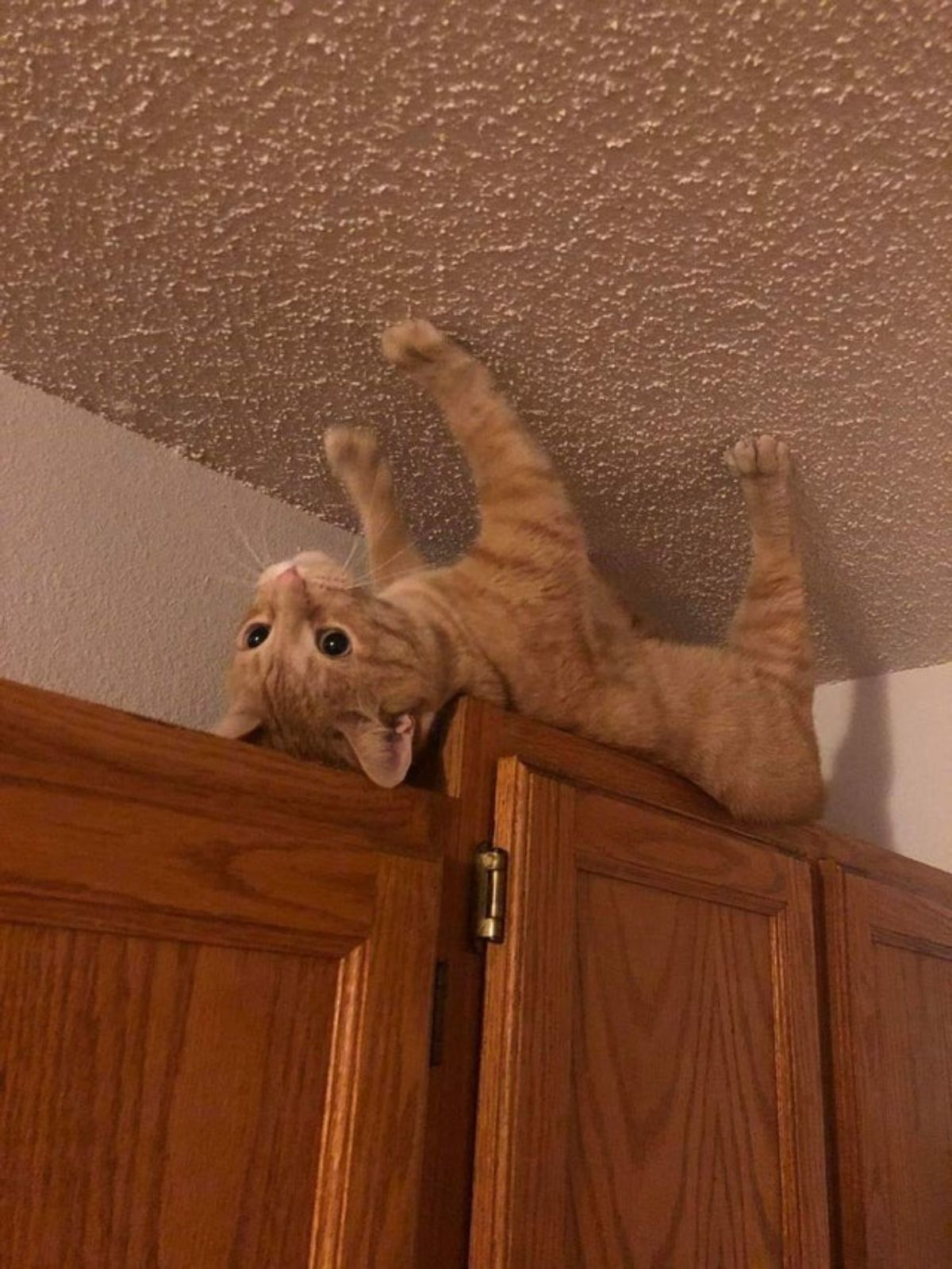 an orange kitten upside down on the top of a cupboard with its feet pressed against the ceiling