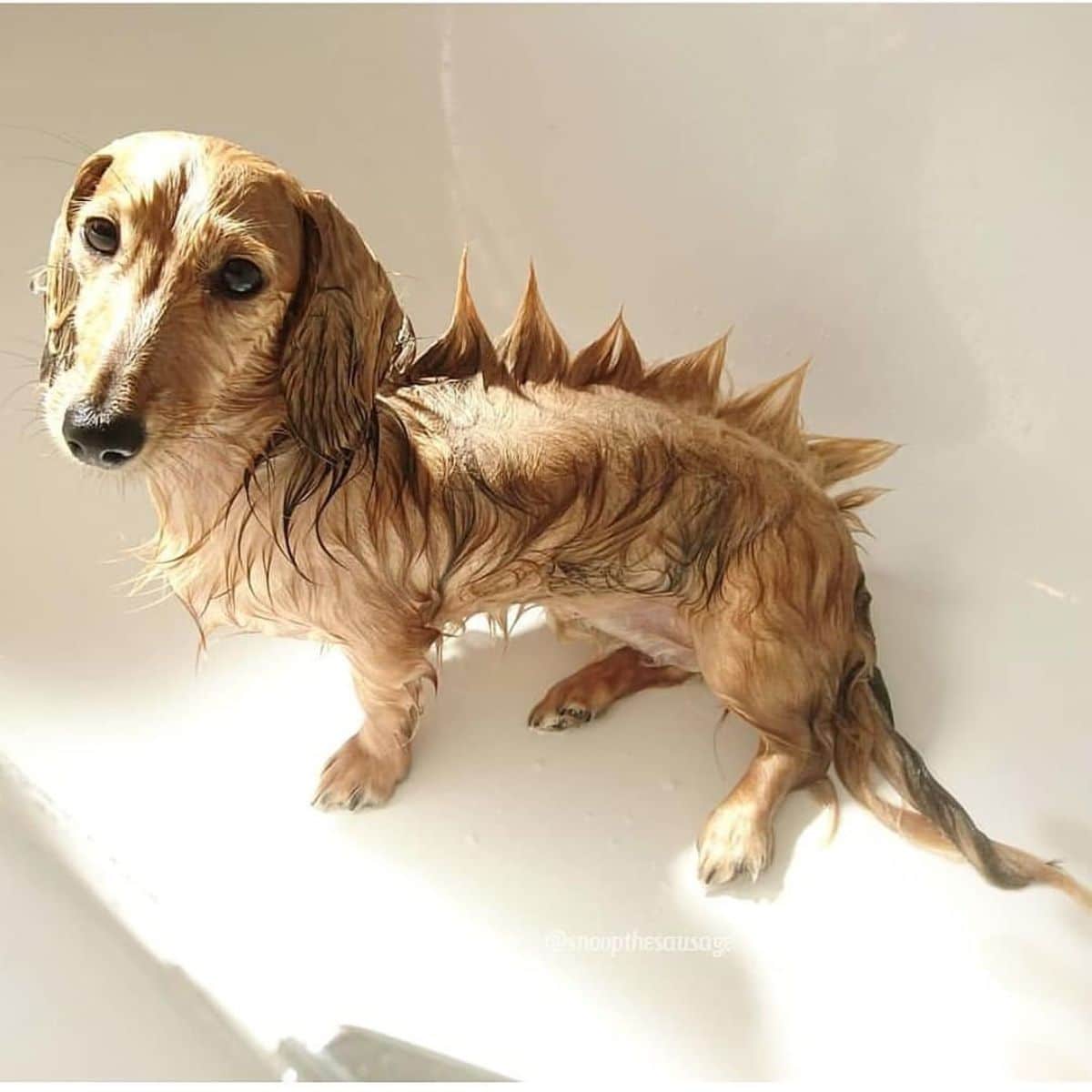 wet brown dachshund in a bathtub with the fur on its shaped into dinosaur scales