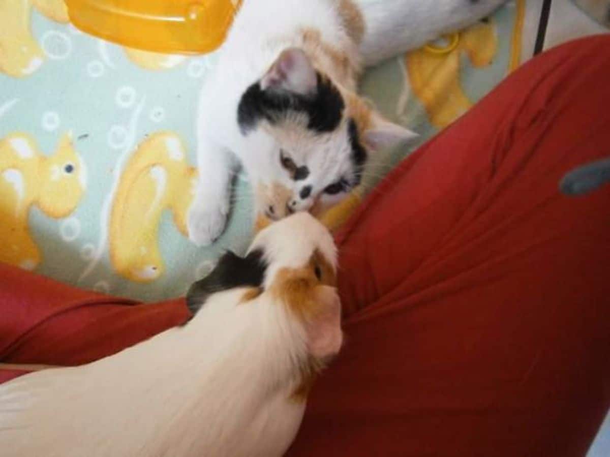 a white, black and orange guine pig sniffing a white, black and range cat