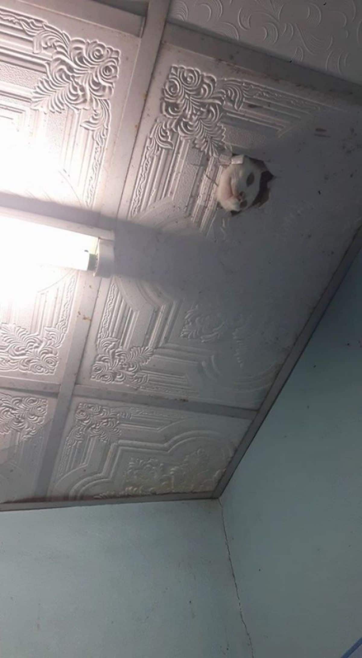 white cat peeking from white wall