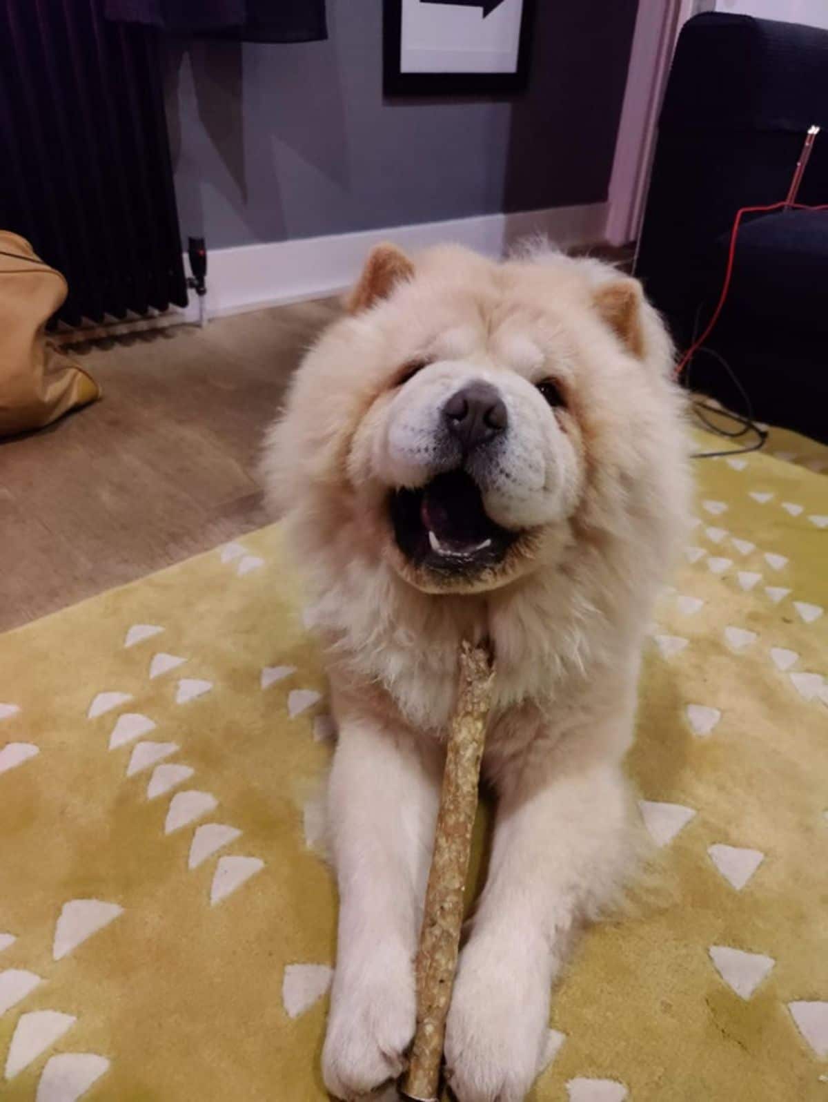 white chow chow laying on a yellow and white rug holding a long dog treat