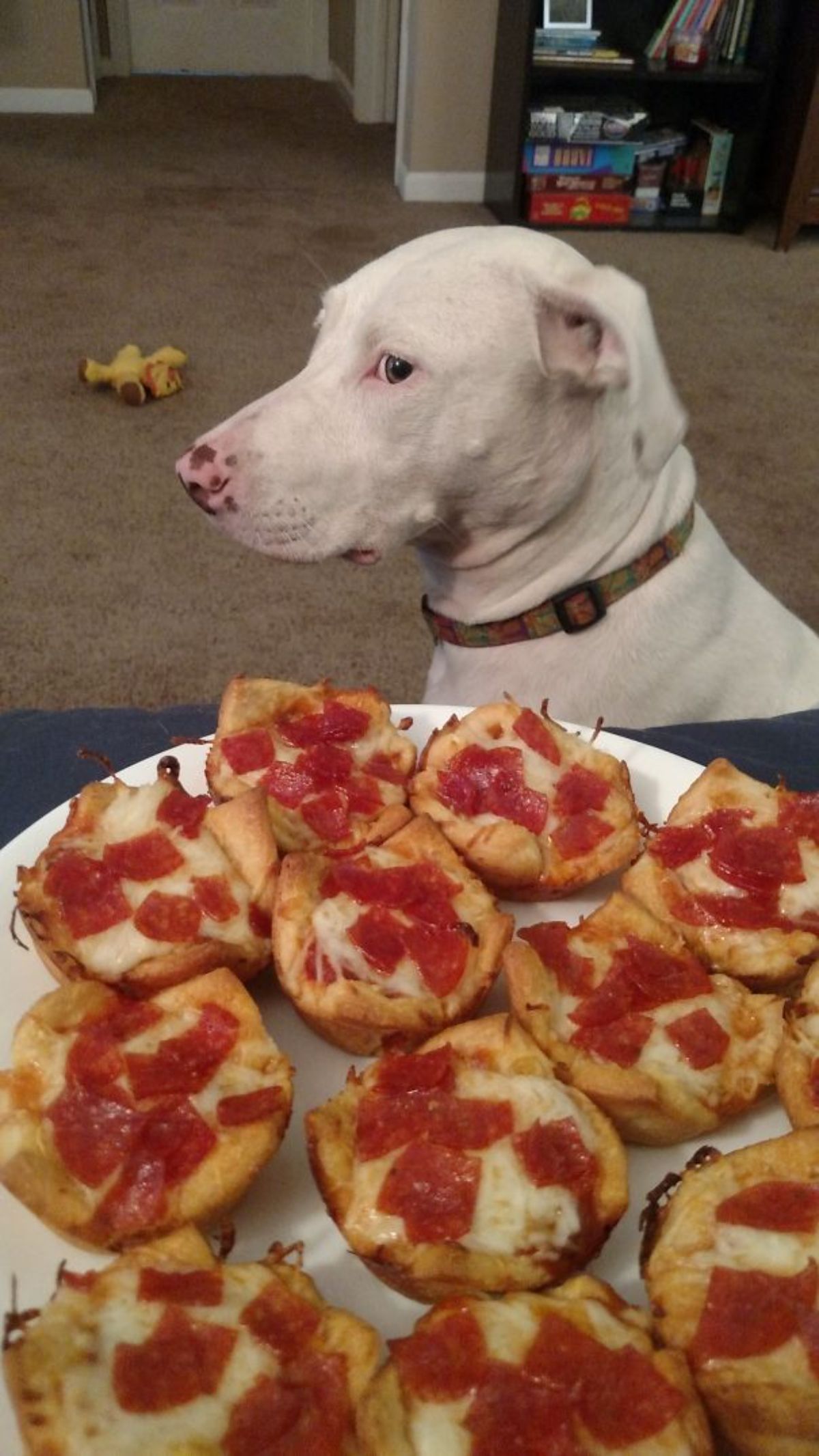 white dog giving a sidelong look at food on a plate