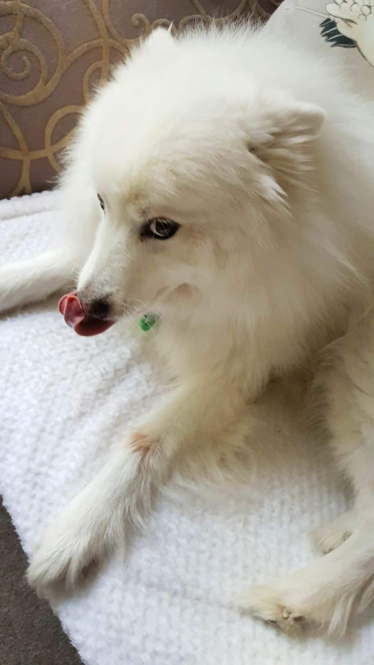 white fluffy dog licking its nose on a white blanket