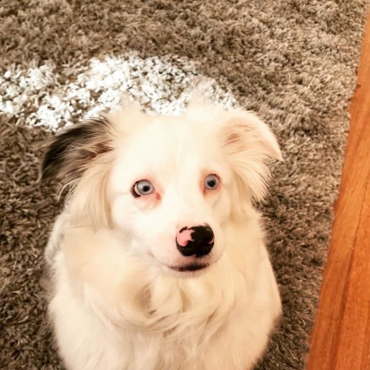 white fluffy dog sitting on dark carpeted floor
