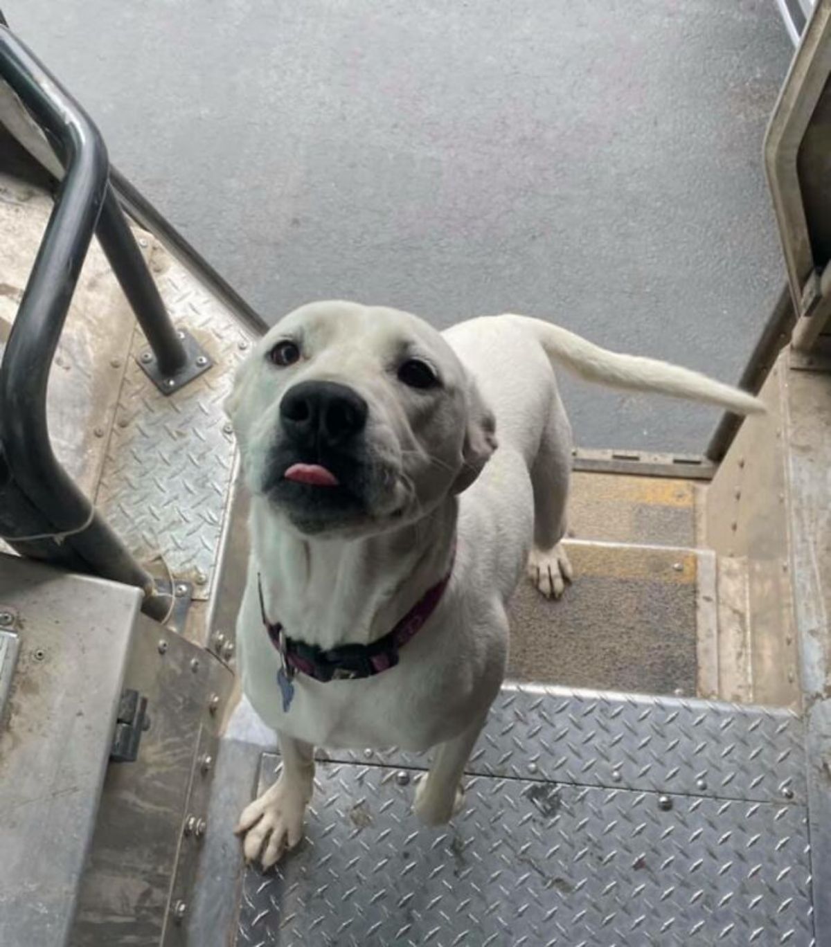 white labrador standing on the stairs of a ups truck and getting a treat