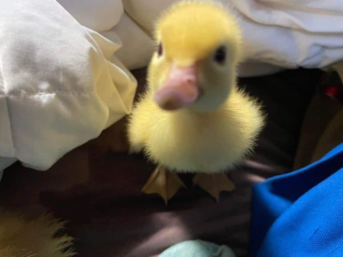 a yellow duckling looking at the camera