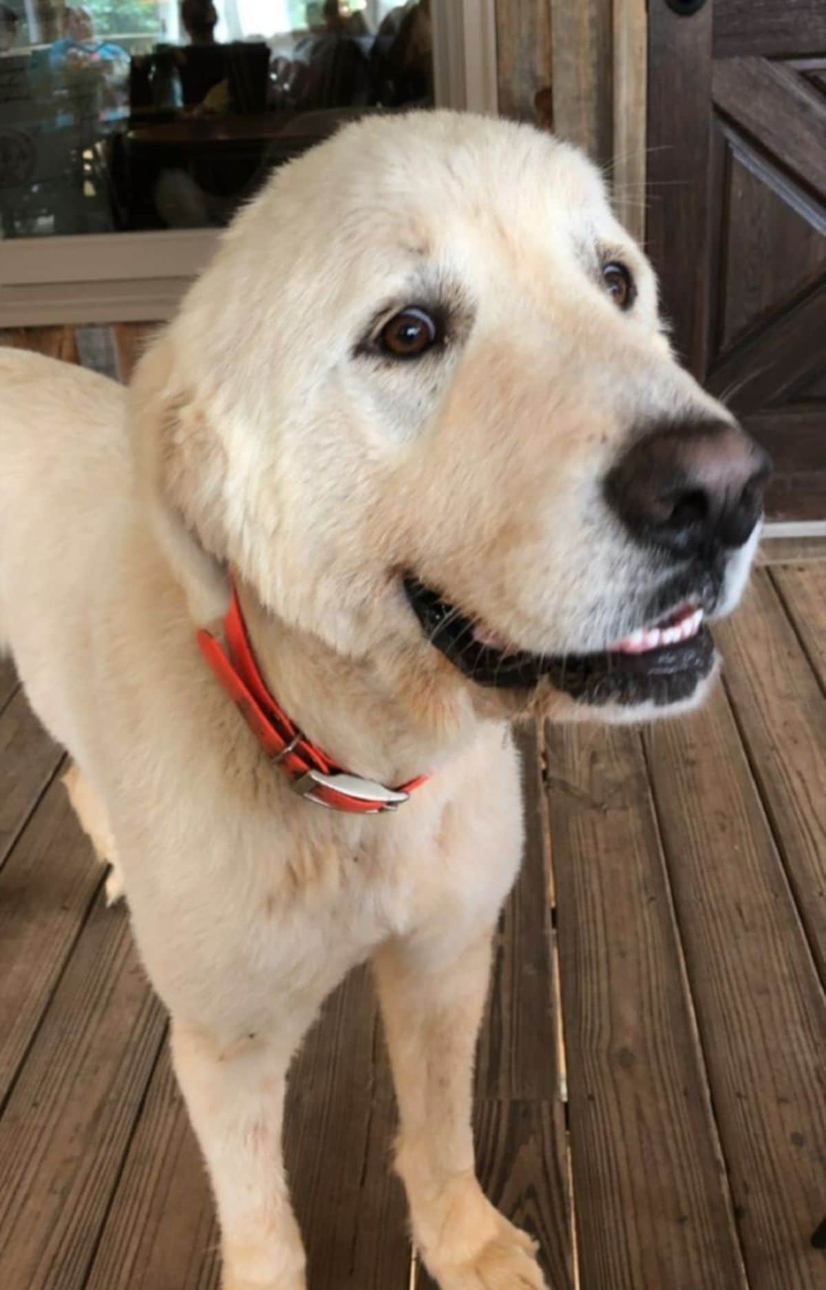 a yellow labrador is wearing a red collar